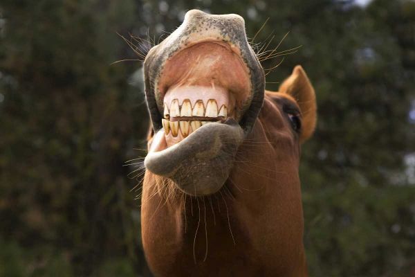 OR, Seneca A horse showing his teeth